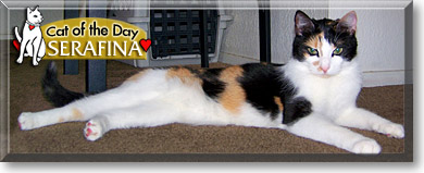 Serafina, the Cat of the Day