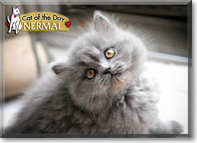 Nermal, the Cat of the Day