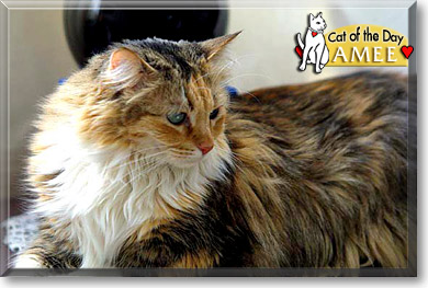Amee, the Cat of the Day Amee, the Cat of the Day