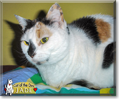 Jade, the Cat of the Day