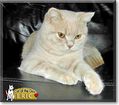 Eric, the Cat of the Day