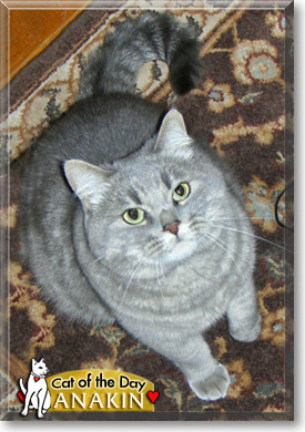 Anakin, the Cat of the Day