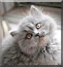 Nermal