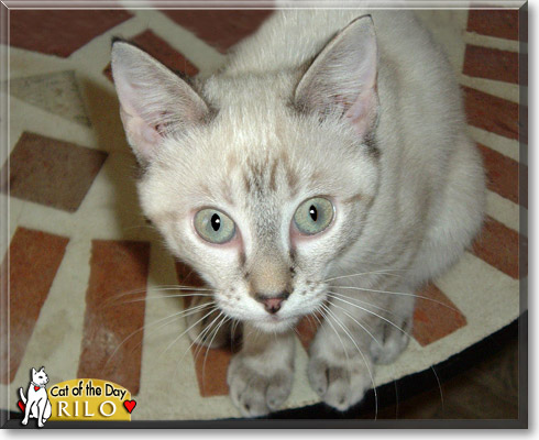 Rilo, the Cat of the Day