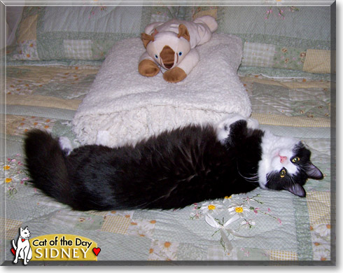 Sidney, the Cat of the Day