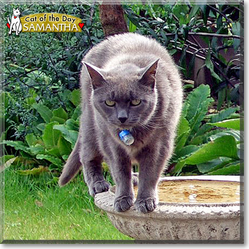 Samantha, the Cat of the Day