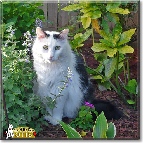 Otis, the Cat of the Day