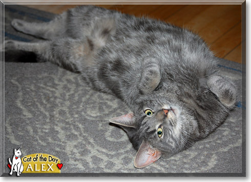 Alex, the Cat of the Day