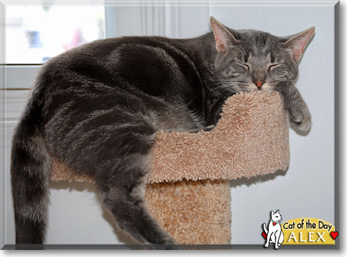 Alex, the Cat of the Day