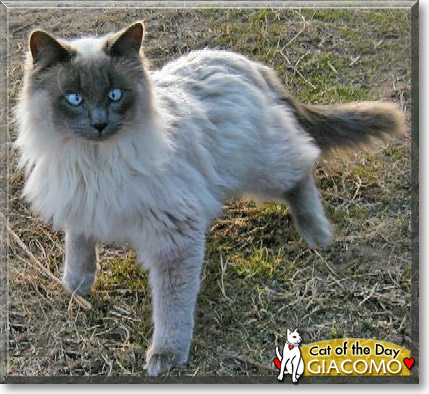 Giacomo, the Cat of the Day