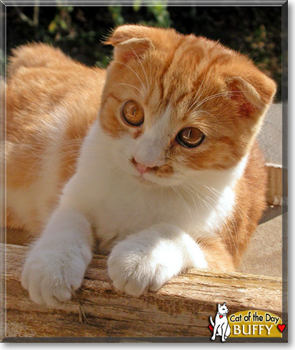 Buffy, the Cat of the Day