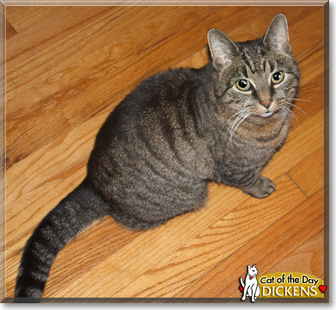 Dickens, the Cat of the Day Dickens, the Cat of the Day
