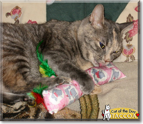 Taccoa, the Cat of the Day