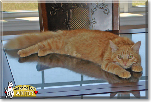 Akito, the Cat of the Day