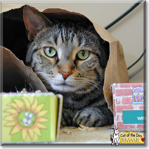 Jimmie, the Cat of the Day