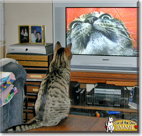 Jimmie, the Cat of the Day