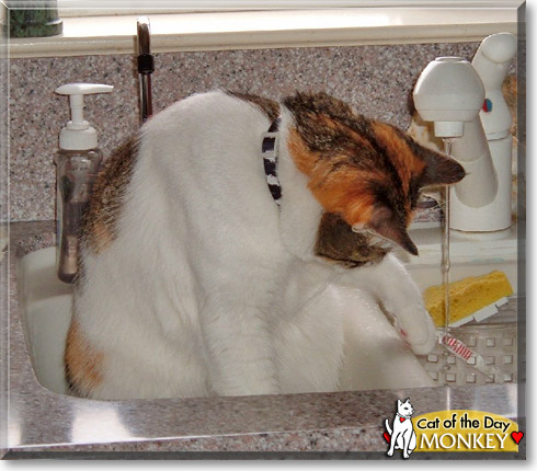 Monkey, the Cat of the Day