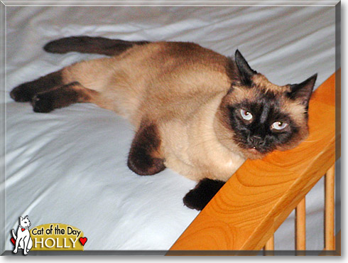 Holly, the Cat of the Day