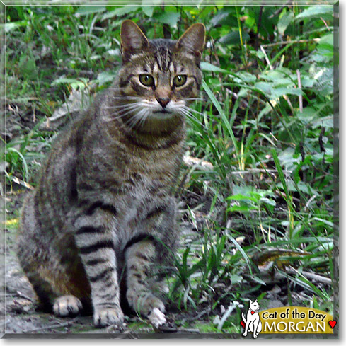 Morgan, the Cat of the Day