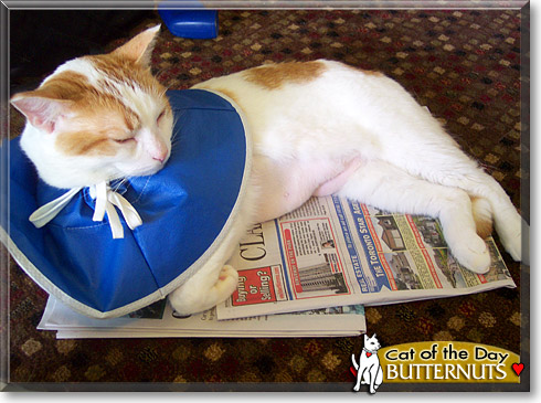 Butternuts, the Cat of the Day Butternuts, the Cat of the Day