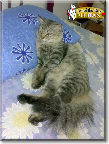 Bhutan, the Cat of the Day