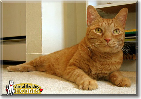 Hobbes, the Cat of the Day