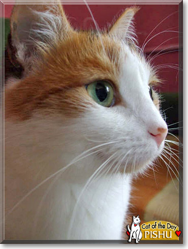Pishu, the Cat of the Day