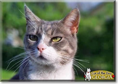Georgia, the Cat of the Day