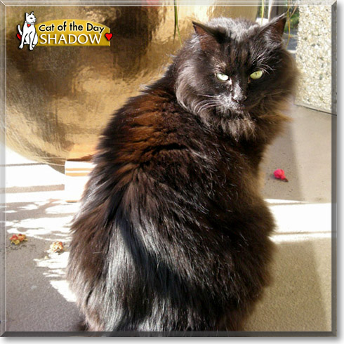 Shadow, the Cat of the Day