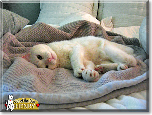 Henry, the Cat of the Day
