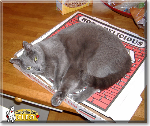Cleo, the Cat of the Day