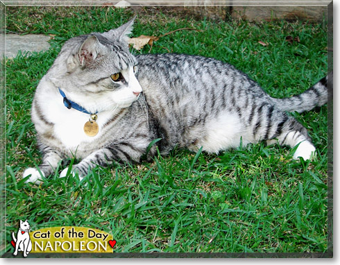 Napoleon, the Cat of the Day