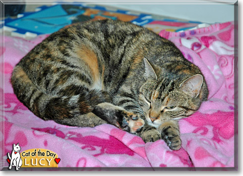 Lucy, the Cat of the Day