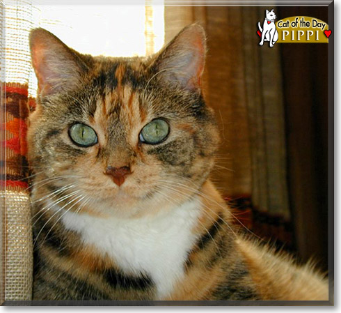 Pippi, the Cat of the Day