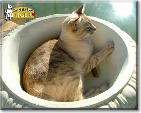 Tiger, the Cat of the Day