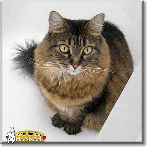Hannah, the Cat of the Day