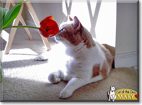 Mary, the Cat of the Day