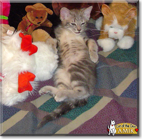 Amik, the Cat of the Day