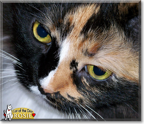 Rosie, the Cat of the Day
