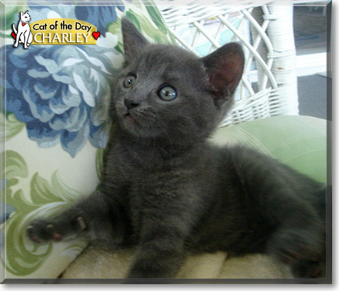 Charley, the Cat of the Day