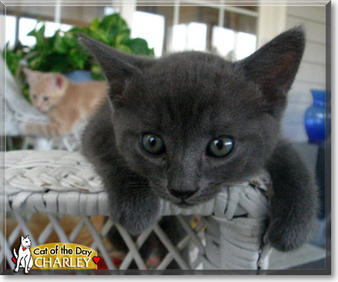 Charley, the Cat of the Day