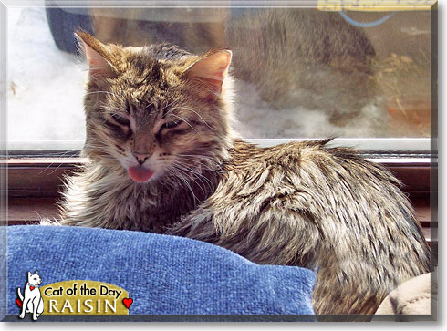 Raisin, the Cat of the Day