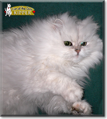 Kipper, the Cat of the Day