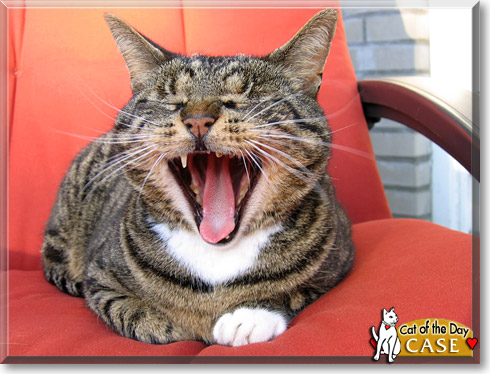 Case, the Cat of the Day