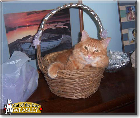 Weasley, the Cat of the Day