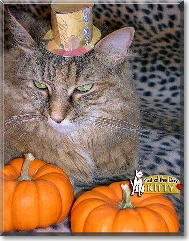 Kitty, the Cat of the Day