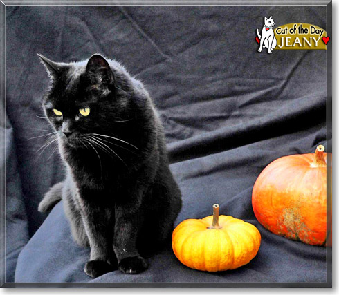 Jeany, the Cat of the Day