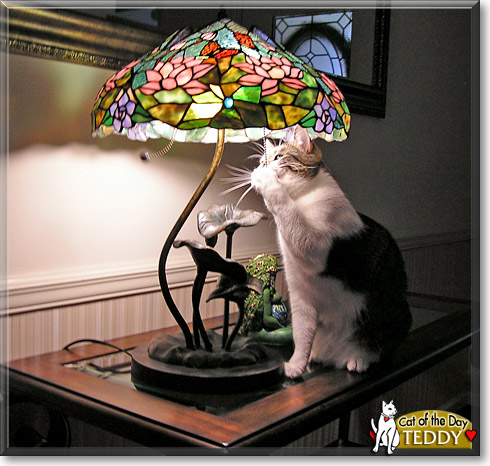 Teddy, the Cat of the Day