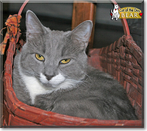 Bear, the Cat of the Day