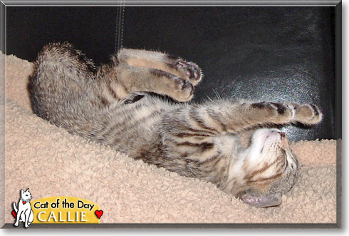 Callie, the Cat of the Day